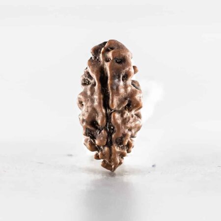 1 Mukhi Indonesian (Bead No. 1)