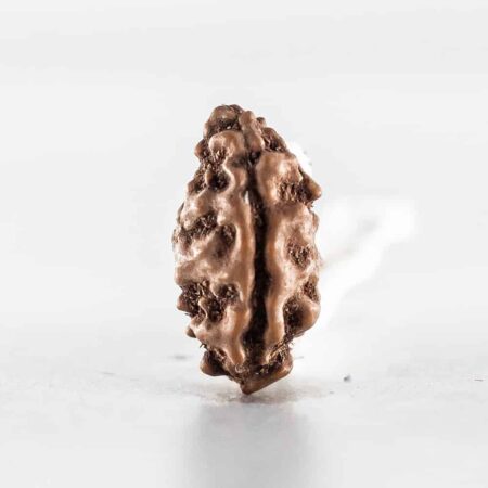 1 Mukhi Indonesian (Bead No. 2)