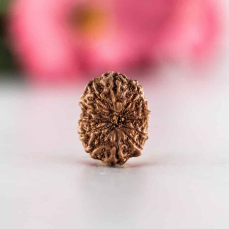 12 Mukhi Indonesian (Bead-3)