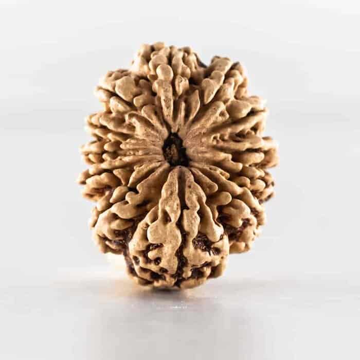 Buy Rudraksha online