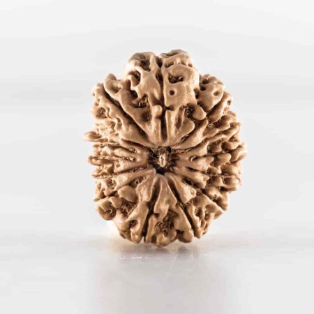 13 Mukhi Nepali Collector(Size-34.61MM)
