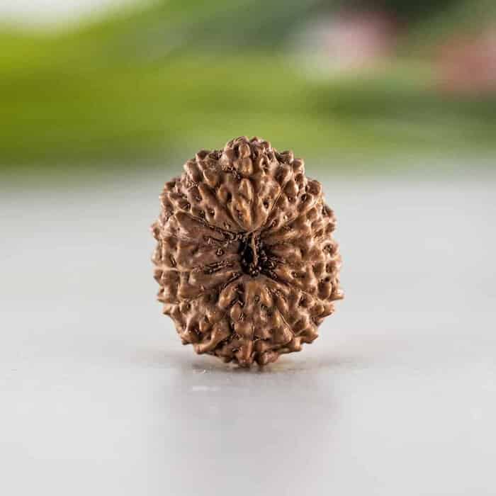 Various types of Rudraksha Beads and their Properties