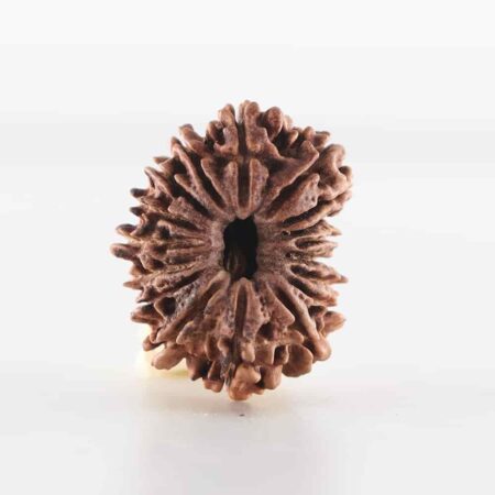 17 Mukhi Nepali Bead IGL Lab-Certified (Size- 24.73 mm)