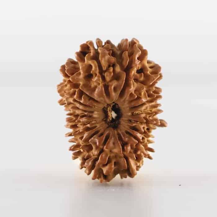 Rudraksha – A Natural Seed