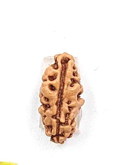 1 Mukhi Indonesian(Size-15.55MM)