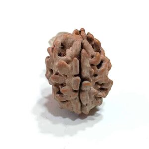 2 Mukhi