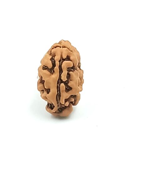 2 Mukhi Indonesian