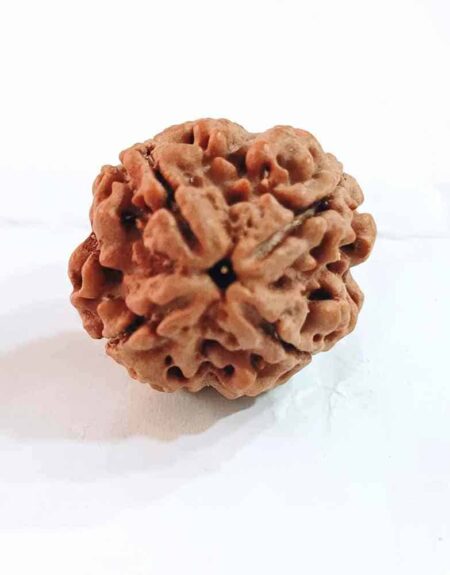 4 Mukhi Nepali Size-19-22mm