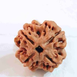 4 Mukhi