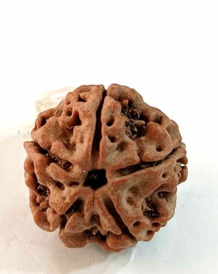 5 Mukhi Nepali(Size-20-21MM)