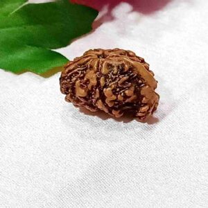 Nepali Ganesh Rudraksha