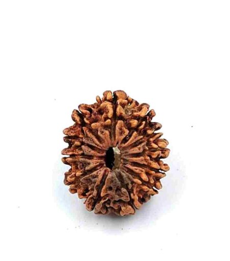 12 Mukhi Nepali(Size-26.12mm)
