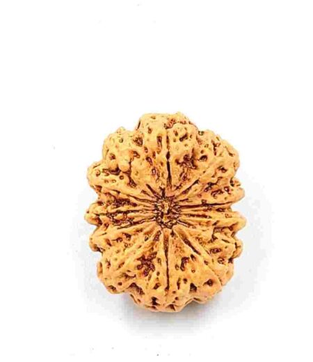 12 Mukhi Nepali(size-28.49mm)