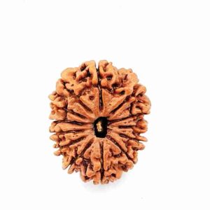 13 Mukhi
