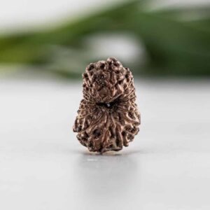 Indonesian Rudraksha Beads