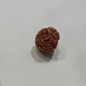 3 Mukhi