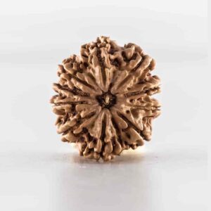 Nepali Rudraksha Beads