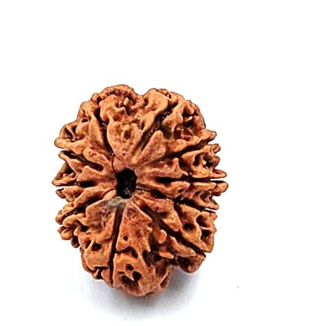 10 Mukhi Nepali(Size-26.22MM)