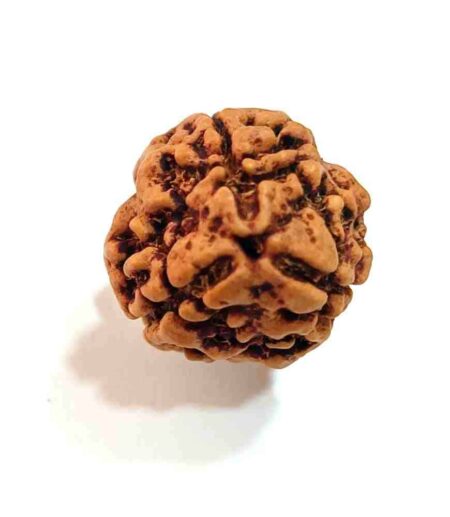 3 Mukhi Nepali