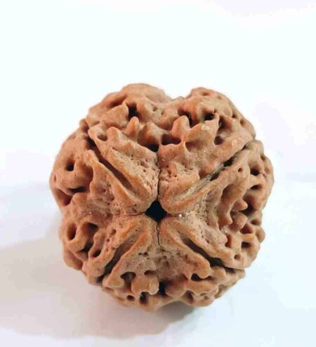 4 Mukhi Nepali