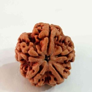 5 Mukhi