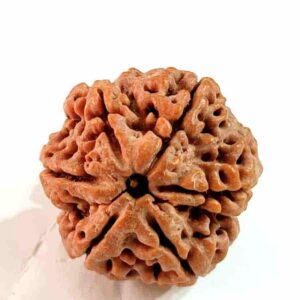 6 Mukhi