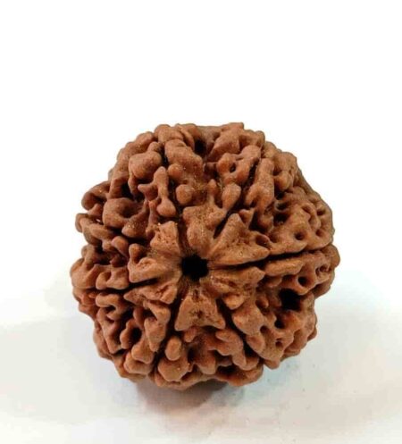 7 Mukhi Nepali(Size-25-26MM)