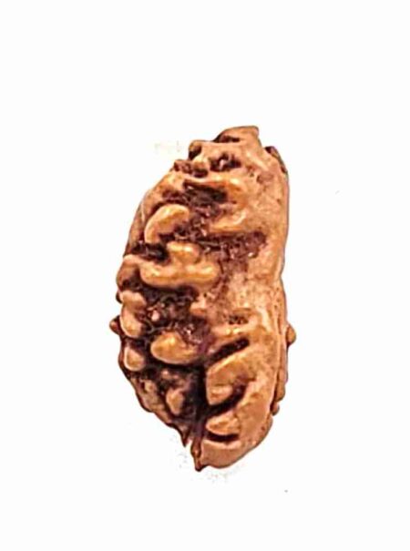 1 Mukhi Ganesh(Size-16.50MM)