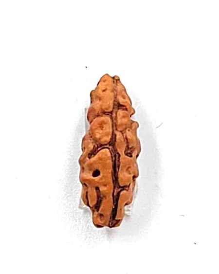 1 Mukhi Indonesian(Size-18.33MM)