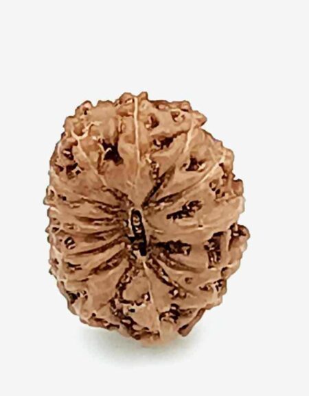 14 Mukhi Indonesian(Size-18.5MM)