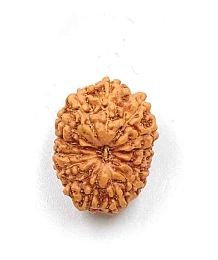 14 Mukhi Indonesian (Size-18MM)