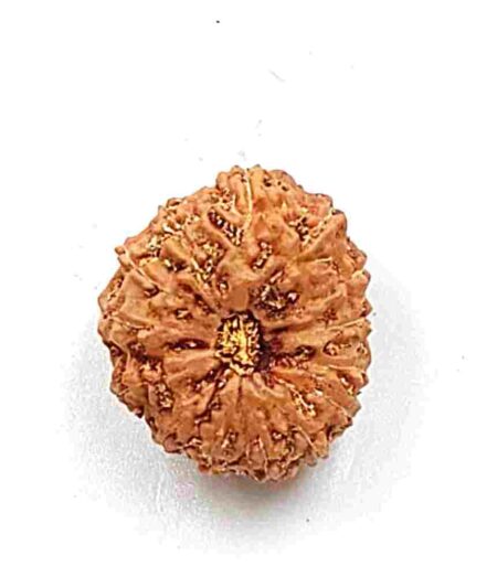 14 Mukhi Indonesian(Size-18MM)
