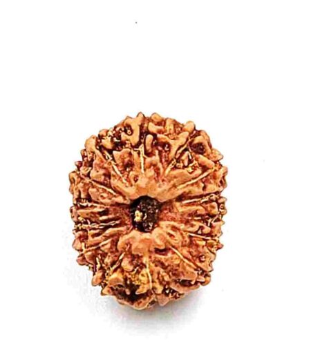 14 Mukhi Indonesian(Size-18MM)