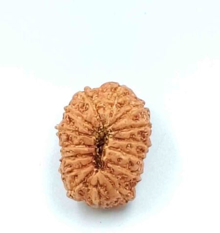 15 Mukhi Indonesian(Size-23.MM)