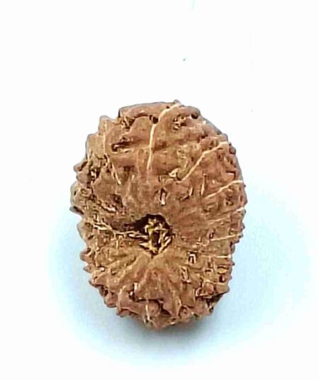 15 mukhi Indonesian(Size-16MM)