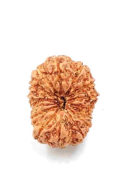 15 Mukhi Indonesian(Size-23.MM)