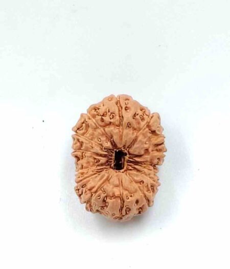 15 Mukhi Indonesian(Size-26MM)