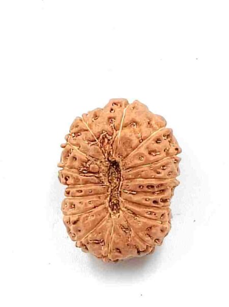 15 Mukhi Indonesian(Size-26MM)