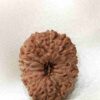 16 Mukhi Indonesian(Size-20MM)