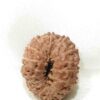 16 Mukhi Indonesian(Size-20MM)