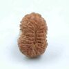 17 Mukhi Indonesian(Size-18MM,Weight-1 gram)