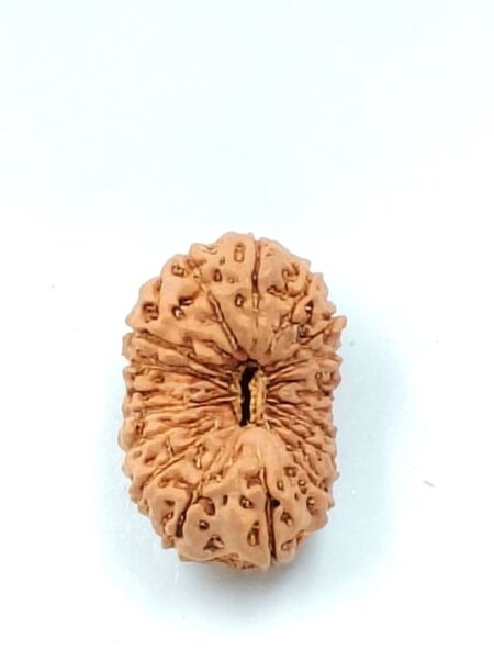 18 Mukhi Indonesian(Size-23.5MM,Weight-2.5Grams)