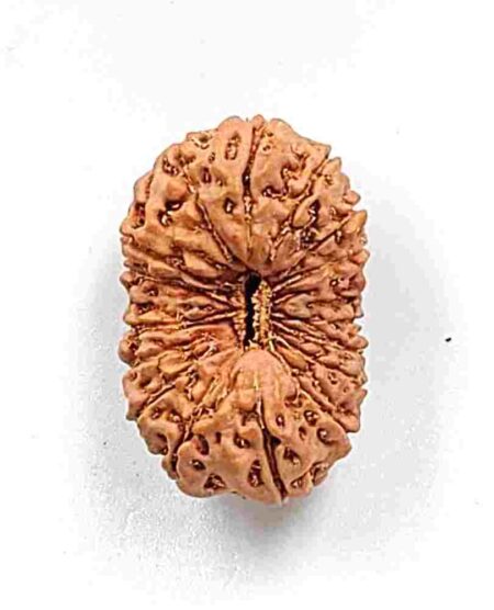 18 Mukhi Indonesian(Size-23.5MM,Weight-2.5Grams)