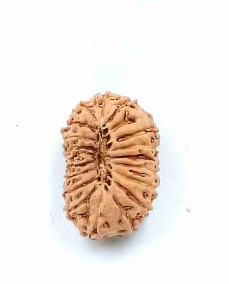 18 Mukhi Indonesian(Size-23.5MM,Weight-2.5Grams)
