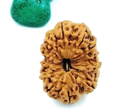 12 mukhi Indonesian(Size-25.5mm)