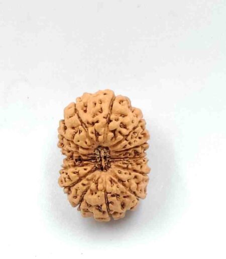 14 Mukhi Indonesian(Size-26MM)