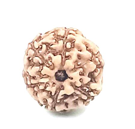 6 Mukhi Indonesian