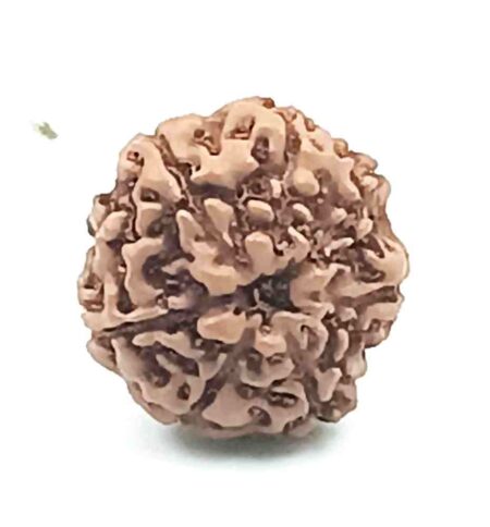 7 Mukhi indonesian