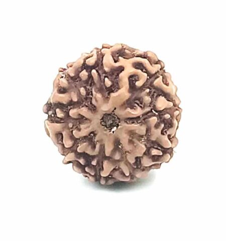 8 Mukhi Indonesian