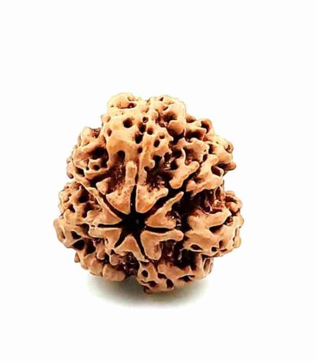 7 Mukhi Collector Size-29mm